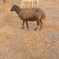 میش  دورگ نژاد شال افشار