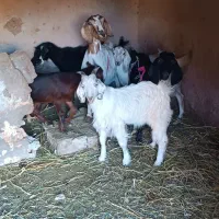 گوسفند