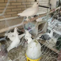 فروش کبوتر