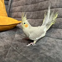 عروس هلندی