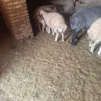 بره نر کشتار و داشتی سبک وزن
