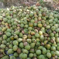 گردو درجه 1 و درجه 2