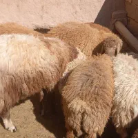 بره نر پشم شیری