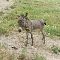 کره خر الاغ نر