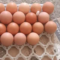 لوهمن تخم گذاری