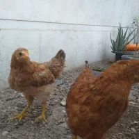 دو تا مرغ پنج ماهه