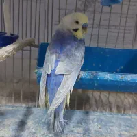 مرغ عشق نر بالغ رنگین کمانی