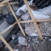 ۸کفتر شهرستانی و تهرانی