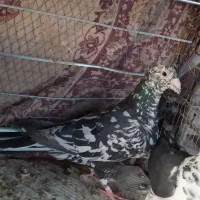 کبوتر رنگی پرشی مناسب
