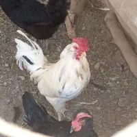 خروس گلین