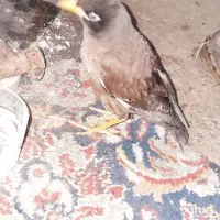 جوجه مرغ مینا