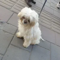 سگ شیتزو