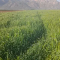 فروش جو بذری