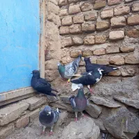 کبوتر|پرنده|زبرخان, |دیوار