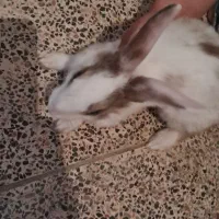 خرگوش