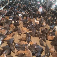 جوجه50روزه بومی نژاد جهادی