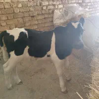 فروش ۱ راس گوساله شیری نر