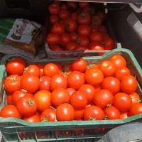 گوجه صادراتی