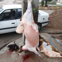 فروش وکشتار بره