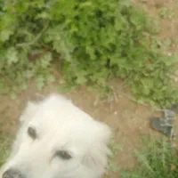 سگ اشپیتز روباهی