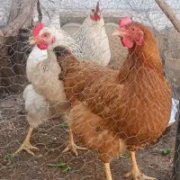 فروش مرغ تخم گذار