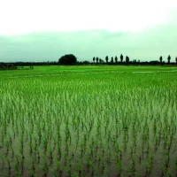 فروش زمین
