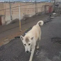 سگ سرابی