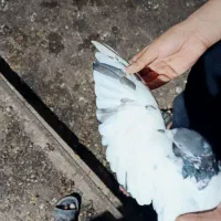 کبوتر معاوضه