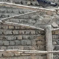 کبوتر