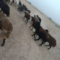 قوچ غزل سه ساله لخت مخصوص گله