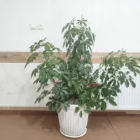 گل شفلرا طبیعی