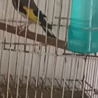 سهره جفتخور قناری