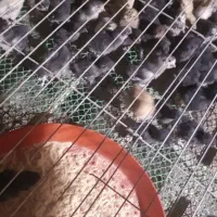 جوجه مرغ مرندی
