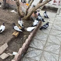 کفتر فروشی فوری