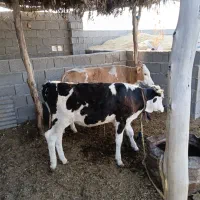 دو عدد گوساله