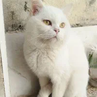 گربه پرشین اسکارتیژ