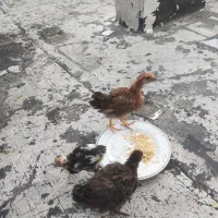 مرغ و خروس