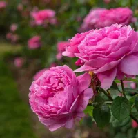 گل محمدی (جول) تازه برای خریدار تازه جیده می‌شود