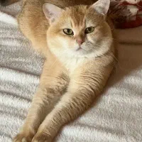 گربه نراصیل گلد نژاد دار برتیش