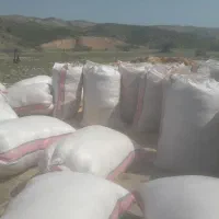 فروش کاه گندم شلیف گرفته و فله ای