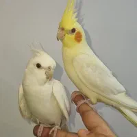عروس هلندی
