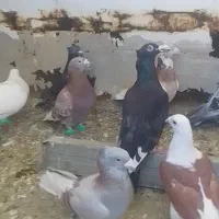 کبوتر آ ل م ا ن ی