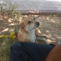 پیدا شده