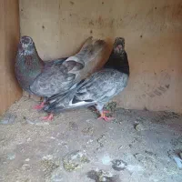 کفتر جفتی