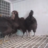 جوجه