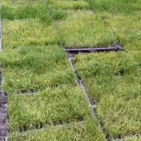 بذرهاشمی