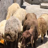 گوسفند با بره شک ۳شیره