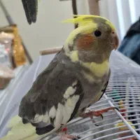 عروس ماده ابلغ