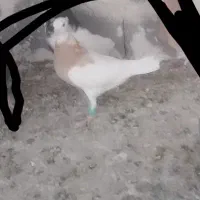 کفتر با کبوتر