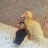 جوجه مرغابی